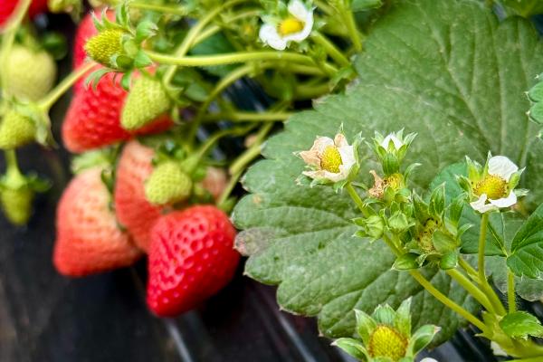 草莓角斑病的发生原因，田间出现积水容易引发病害