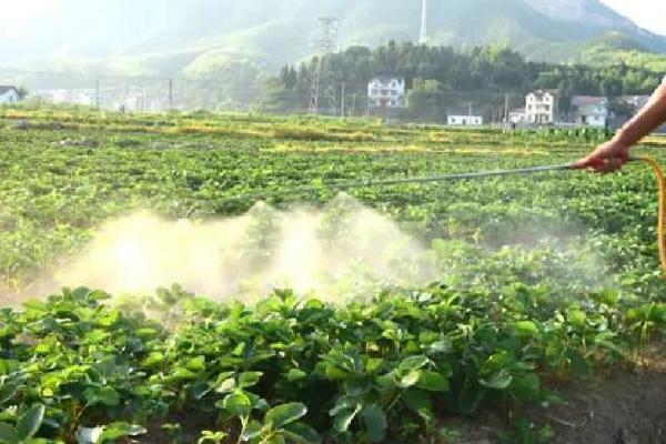 草莓角斑病的发生原因，田间出现积水容易引发病害