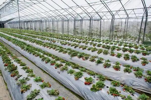 草莓角斑病的发生原因，田间出现积水容易引发病害