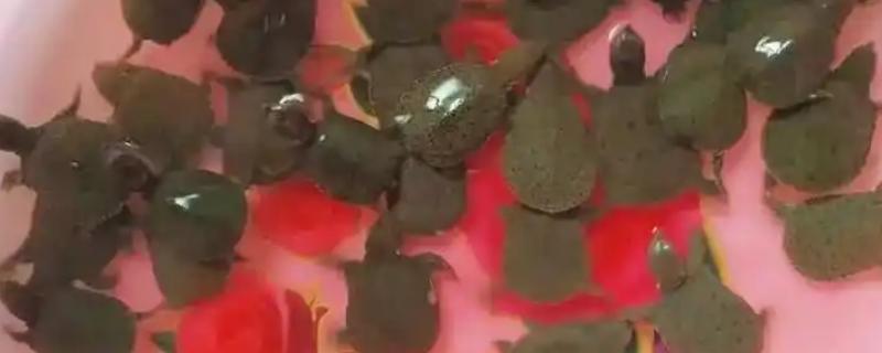 甲鱼幼苗到成年甲鱼要多久，与地区有关