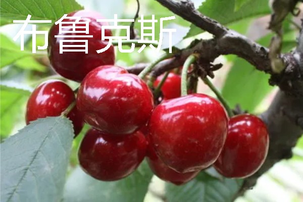 辉煌大樱桃的品种介绍,有布鲁克斯、鲁樱3号等
