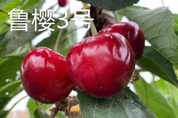辉煌大樱桃的品种介绍,有布鲁克斯、鲁樱3号等