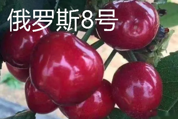 辉煌大樱桃的品种介绍,有布鲁克斯、鲁樱3号等