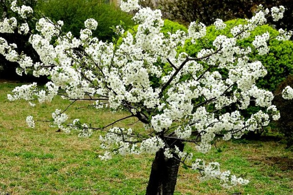 辉煌大樱桃的品种介绍,有布鲁克斯、鲁樱3号等