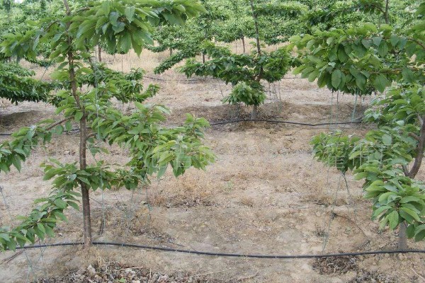 辉煌大樱桃的品种介绍,有布鲁克斯、鲁樱3号等