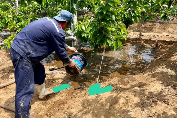 辉煌大樱桃的品种介绍,有布鲁克斯、鲁樱3号等