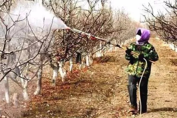 辉煌大樱桃的品种介绍,有布鲁克斯、鲁樱3号等