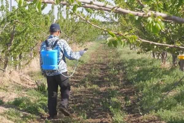 辉煌大樱桃的品种介绍,有布鲁克斯、鲁樱3号等