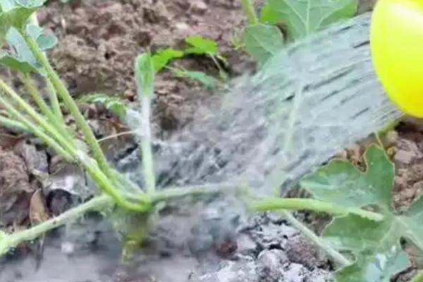 西瓜挂果后的浇水方法,后期可每隔6-8天浇一次