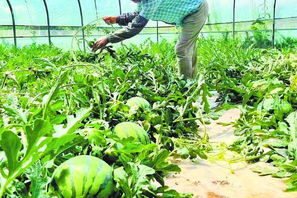 西瓜挂果后的浇水方法,后期可每隔6-8天浇一次