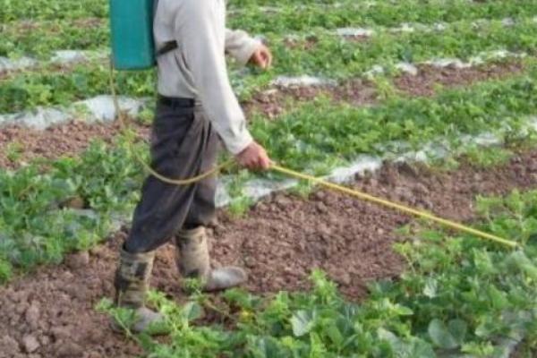 西瓜挂果后的浇水方法,后期可每隔6-8天浇一次