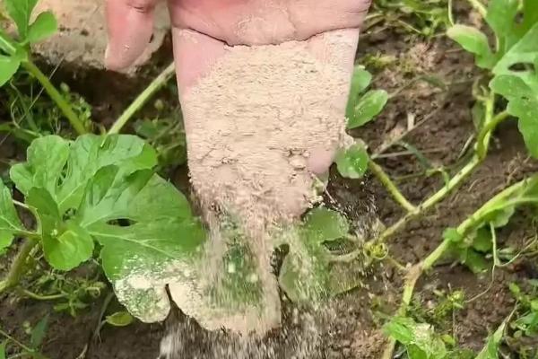西瓜挂果后的浇水方法,后期可每隔6-8天浇一次