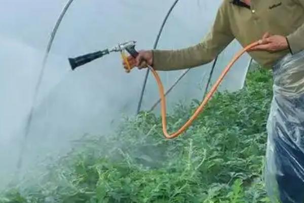 西瓜挂果后的浇水方法,后期可每隔6-8天浇一次