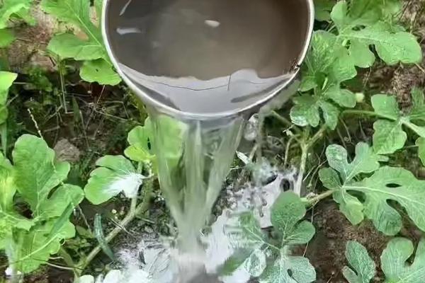 西瓜挂果后的浇水方法,后期可每隔6-8天浇一次