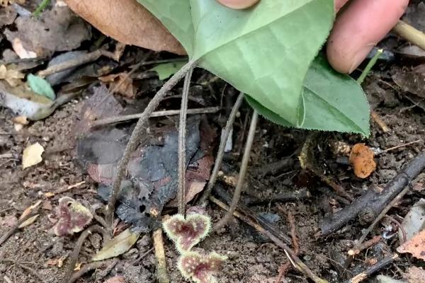 细辛的育苗方式，播种后覆盖树叶或稻草可保持湿度