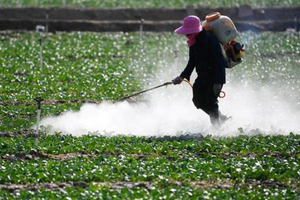 细辛的育苗方式，播种后覆盖树叶或稻草可保持湿度