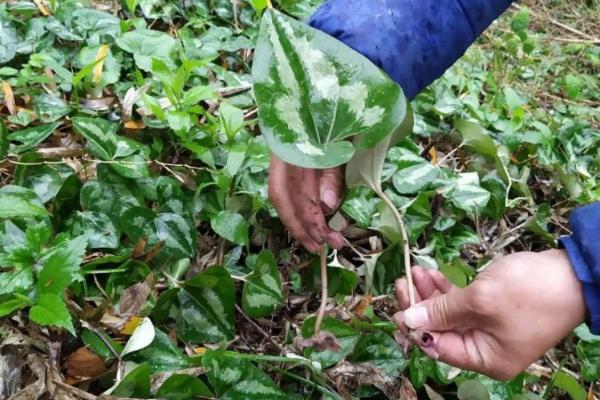 细辛的育苗方式，播种后覆盖树叶或稻草可保持湿度