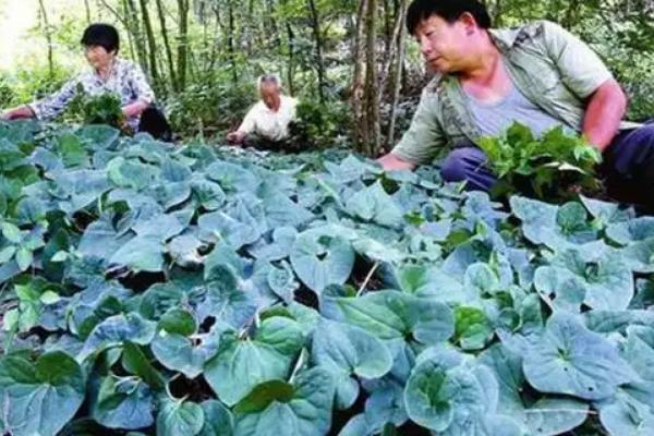 细辛的育苗方式，播种后覆盖树叶或稻草可保持湿度