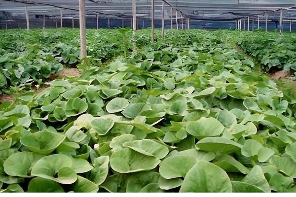细辛的育苗方式，播种后覆盖树叶或稻草可保持湿度