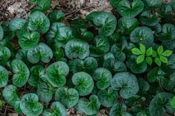 细辛的育苗方式，播种后覆盖树叶或稻草可保持湿度