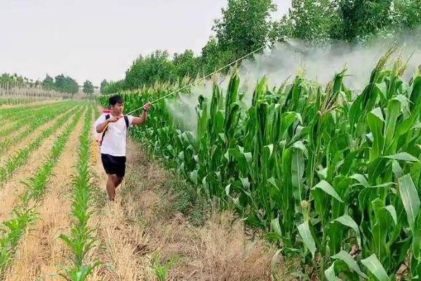 玉米授粉有哪些特点，最好避开中午温度较高的时候进行