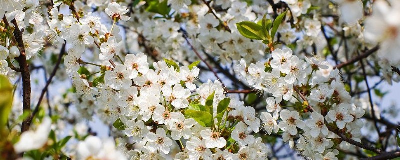 果树秋季开花的原因,高温干旱和湿热多雨交替时容易开出花朵