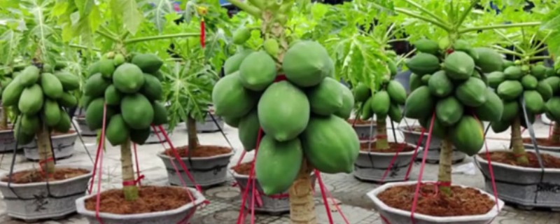 木瓜树盆栽养护方法，放在光线明亮处可促进枝叶生长