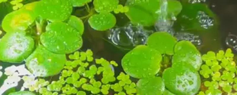 一叶莲开花后如何修剪，花期结束后及时修剪残花
