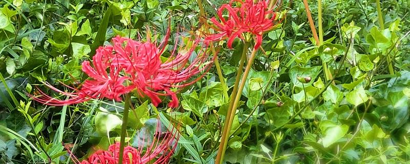 彼岸花的花语，寓意相思、分离等