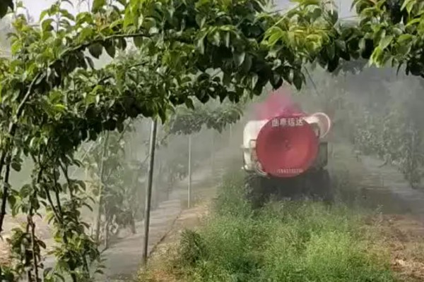 梨树的套袋技术，红梨的话要以双层果袋为主