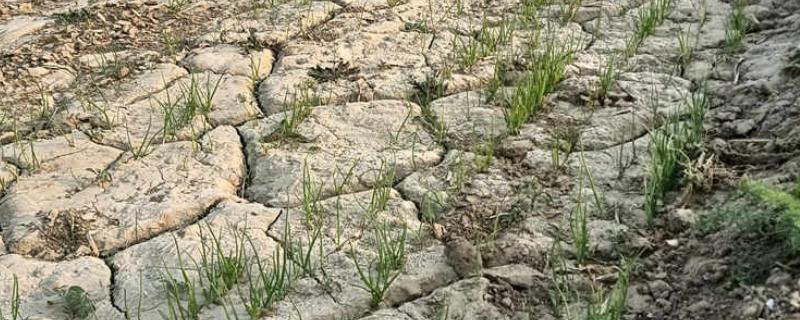 土壤板结有哪些危害，会影响根系发育