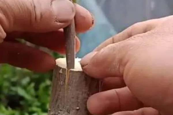 移植大树的步骤，按照以下5个步骤逐一进行