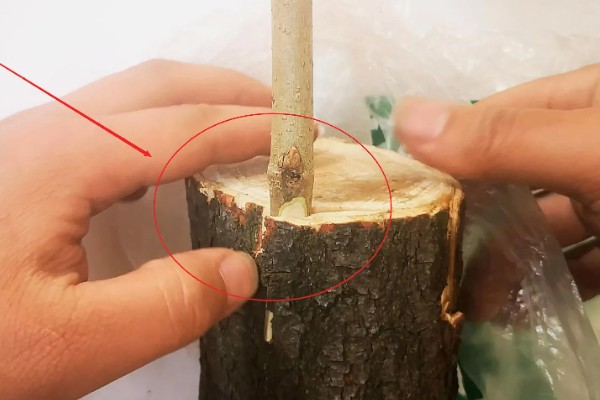 移植大树的步骤，按照以下5个步骤逐一进行