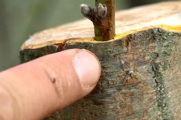 移植大树的步骤，按照以下5个步骤逐一进行
