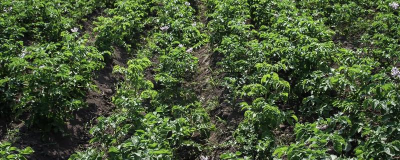 北方适合种植什么药材，可种植甘草、龙胆等