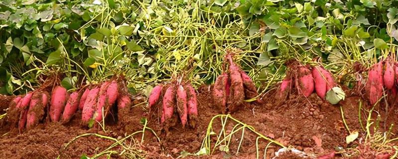 种红薯用草木灰的方式，草木灰和水按照1:5的比例调兑