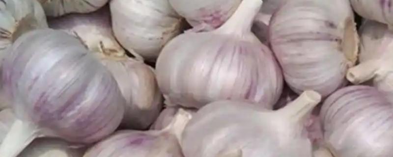 蒜头是指什么部位，属于大蒜的鳞茎部位