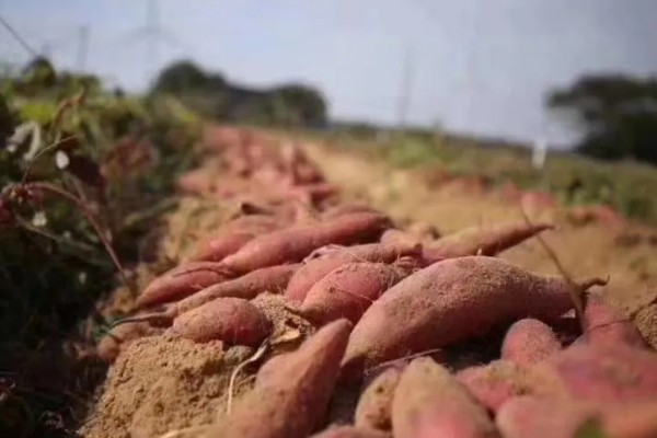 蜜薯的产地，福建漳浦六鳌的蜜薯最有名