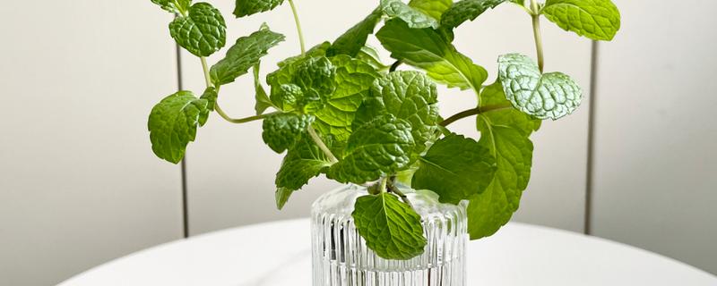 薄荷能一直水培吗，合理养殖便可一直水培
