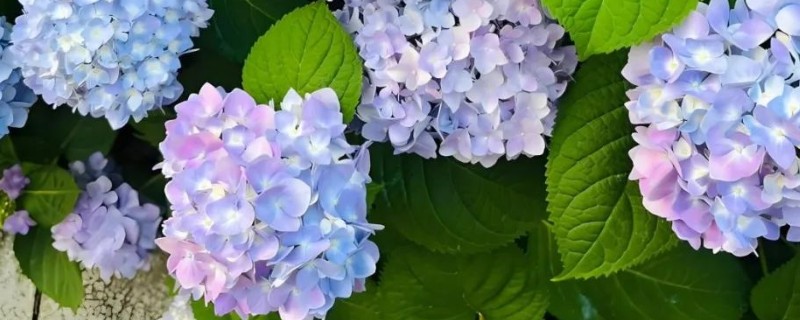 让绣球花变色的办法，可调节土壤的酸碱度