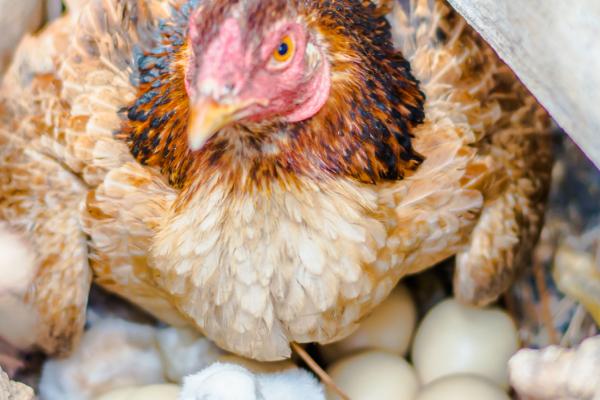 没有工具如何孵化小鸡，让母鸡孵蛋是适宜选择