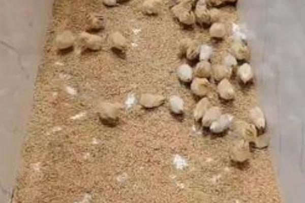 没有工具如何孵化小鸡，让母鸡孵蛋是适宜选择