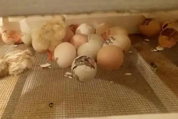 没有工具如何孵化小鸡，让母鸡孵蛋是适宜选择