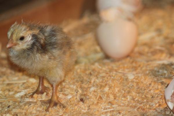 没有工具如何孵化小鸡，让母鸡孵蛋是适宜选择