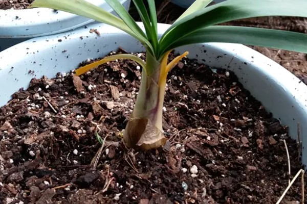 盆栽百子莲不开花如何解决，要保证充足的光照