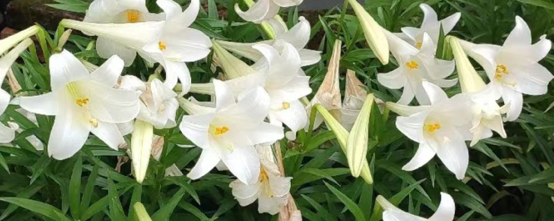 麝香百合有没有毒，属于无毒植物可放心养殖