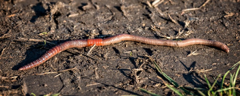 蚯蚓有没有眼睛,蚯蚓没有眼睛