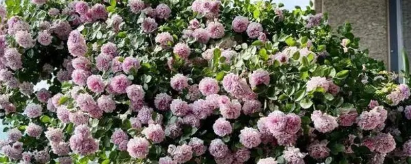 月季出现红蜘蛛有什么症状，植株表面能看到大量的虫体