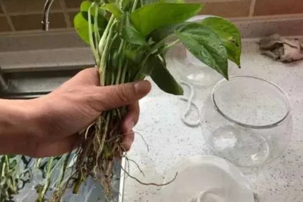 水培植物根腐烂了如何处理，对受损根部要进行适当修剪