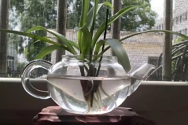 水培植物根腐烂了如何处理，对受损根部要进行适当修剪